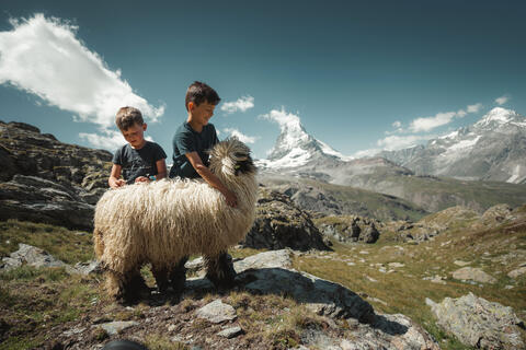 Meet the Sheep - The cuddliest visitors on the Gornergrat