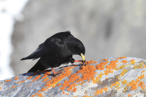 Zermatt – a Paradise for Birdwatchers