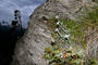 A hauteur d'yeux, en continu: des edelweiss, le symbole des Alpes, la fleur alpine mystique.