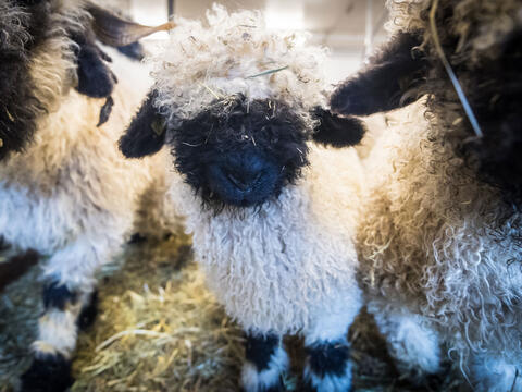La station de remontée Le plus grand élevage de moutons à nez noir au mondela plus élevée d’Europe 