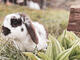 The rabbits in the garden make a visit to “Chalet Alm” even more special 