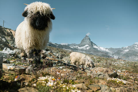 “Meet the Sheep” on the Gornergrat (1)