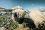 Blacknose sheep on the Gornergrat