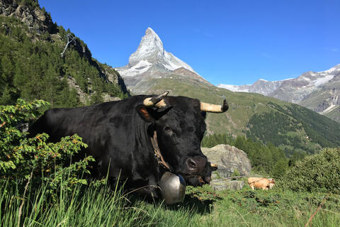 Ring Cow Fight comes to Zermatt