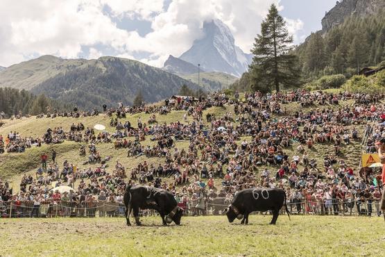 Cow Fight in Zermatt
