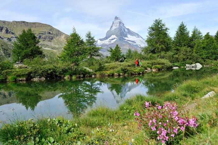 Easily discovered plants and animals in Zermatt