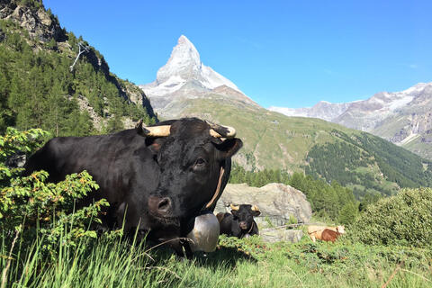 Reine du Cervin - Ringkuhkampf am Matterhorn