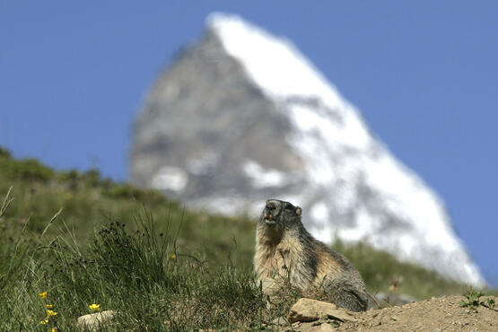 Auch die Murmeltiere lieben die Aussicht auf das Matterhorn.