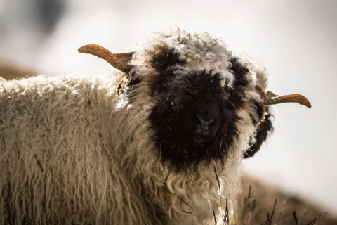 Le plus grand élevage de moutons à nez noir
