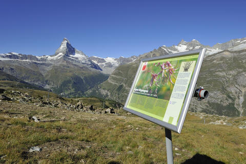Zermatter Flora