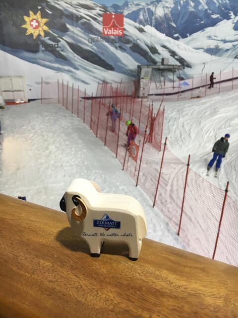Black nose sheep from Zermatt enjoying indoor ski slopes